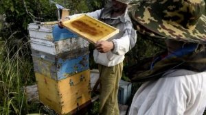 Результаты работы среднерусской пчелы сезона 2018 года.