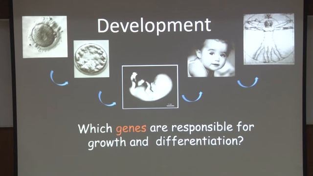 Prof. Jonaki Sen: Gallus gallus, as the model organism. Talk at IIT Kanpur смотреть онлайн
