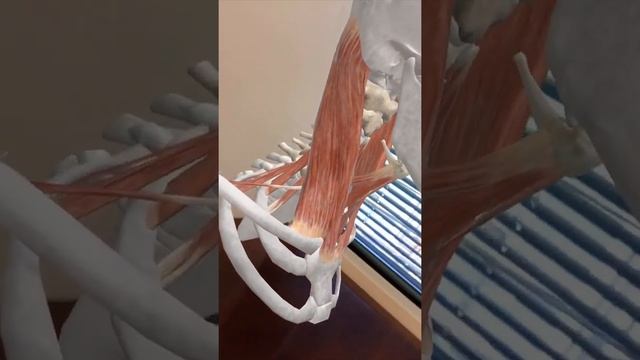 Visible Body | Augmented Reality 3D Anatomy for Web Search смотреть онлайн