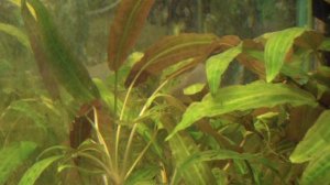 Криптокорина родственная. Растение для новичка.