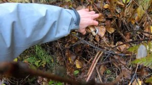 Собираем Грибы Опята в Северной Америке Штат Аляска