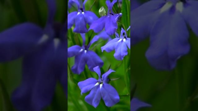 Лобелии. Дмитрий Шлапак смотреть онлайн