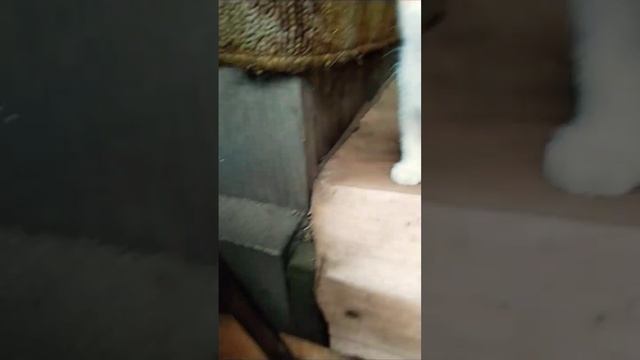 #Котэ смотреть онлайн