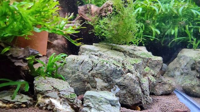 Похоже у сомов скоро нерест... смотреть онлайн