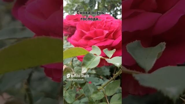 19 ноября 2024 г. (1) смотреть онлайн