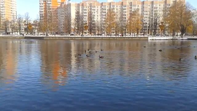 Утки полюбившие Ярославль. смотреть онлайн