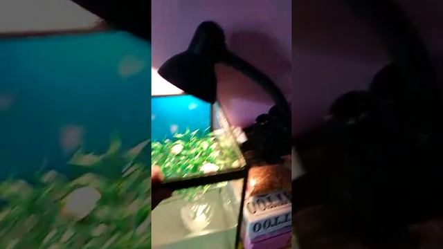 Как ухаживать за черепахой?часть 1 !!!! смотреть онлайн
