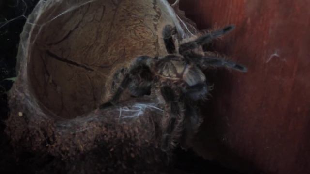 Brachypelma albopillosum смотреть онлайн