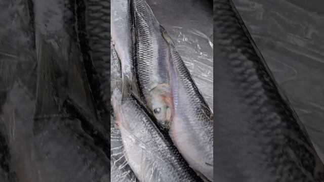 Рыба моя Оптовый канал