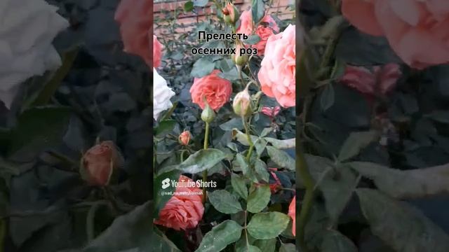 22 ноября 2024 г. смотреть онлайн