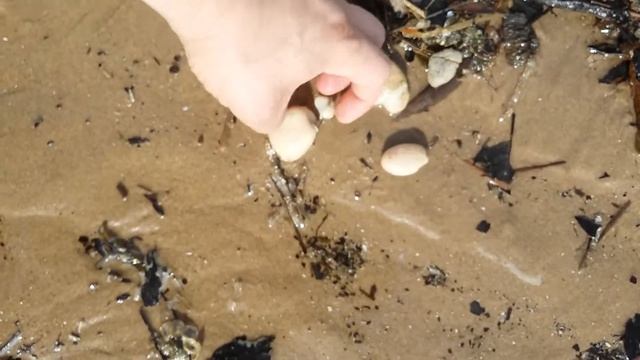 Bryozoa at Blackpool beach смотреть онлайн