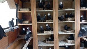 Бойные голуби Чили 8 962 429 85 37 Владимир Яковлевич