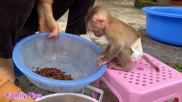 Baby Monkey Tina And Her Mother Went To Sow Seeds For The New Crop