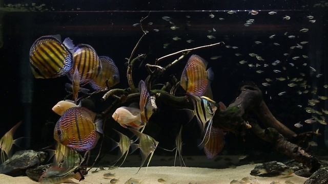 wild discus tank 26-07-2016 смотреть онлайн