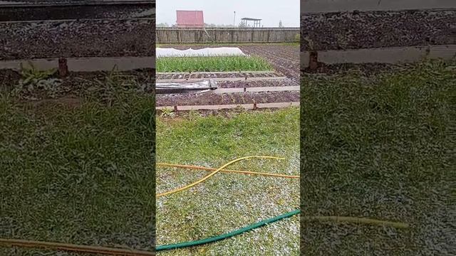 Как снег среди ясного неба