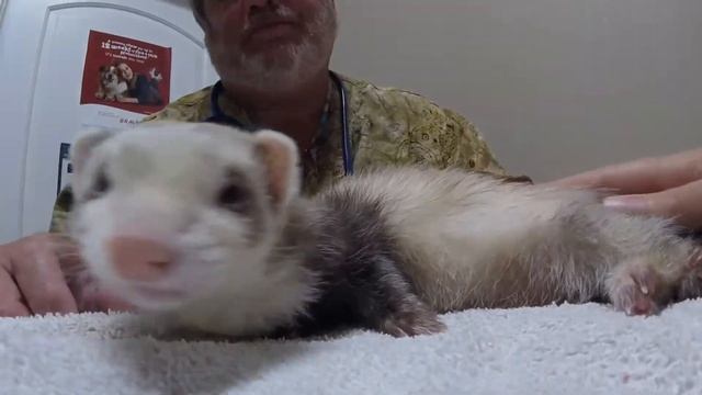 Another SMLN And Vibrio Ferret Recheck смотреть онлайн