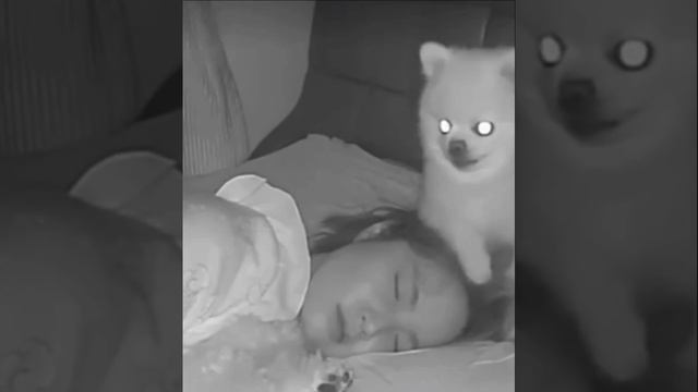 Пёс хранит сон хозяйки смотреть онлайн