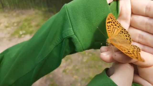 Чудо природы - дикая бабочка в руках (Перламутровка большая) смотреть онлайн