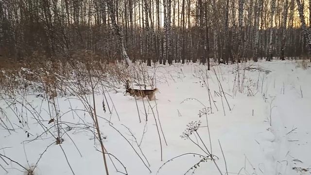 Смешные животные. Сибирская хаски на веселой зимней прогулке в лесу смотреть онлайн