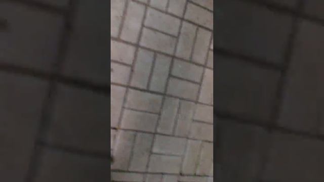 Черепаха смотреть онлайн