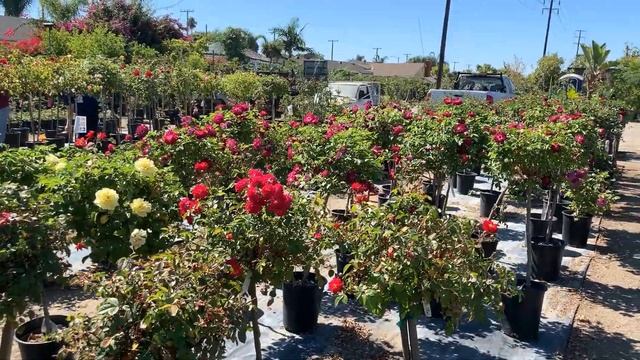 Mimosa Roses Nursery 2020 смотреть онлайн