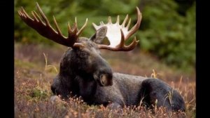 ЖИВОТНЫЙ, РАСТИТЕЛЬНЫЙ МИР И ПТИЦЫ СИБИРСКОЙ ТАЙГИ