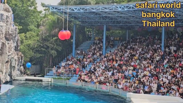 Safari world dolphin show thailand bangkok#travel #fun смотреть онлайн
