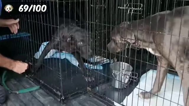 Смотрю видео Мр. Биста как он раздал 100 Собак смотреть онлайн