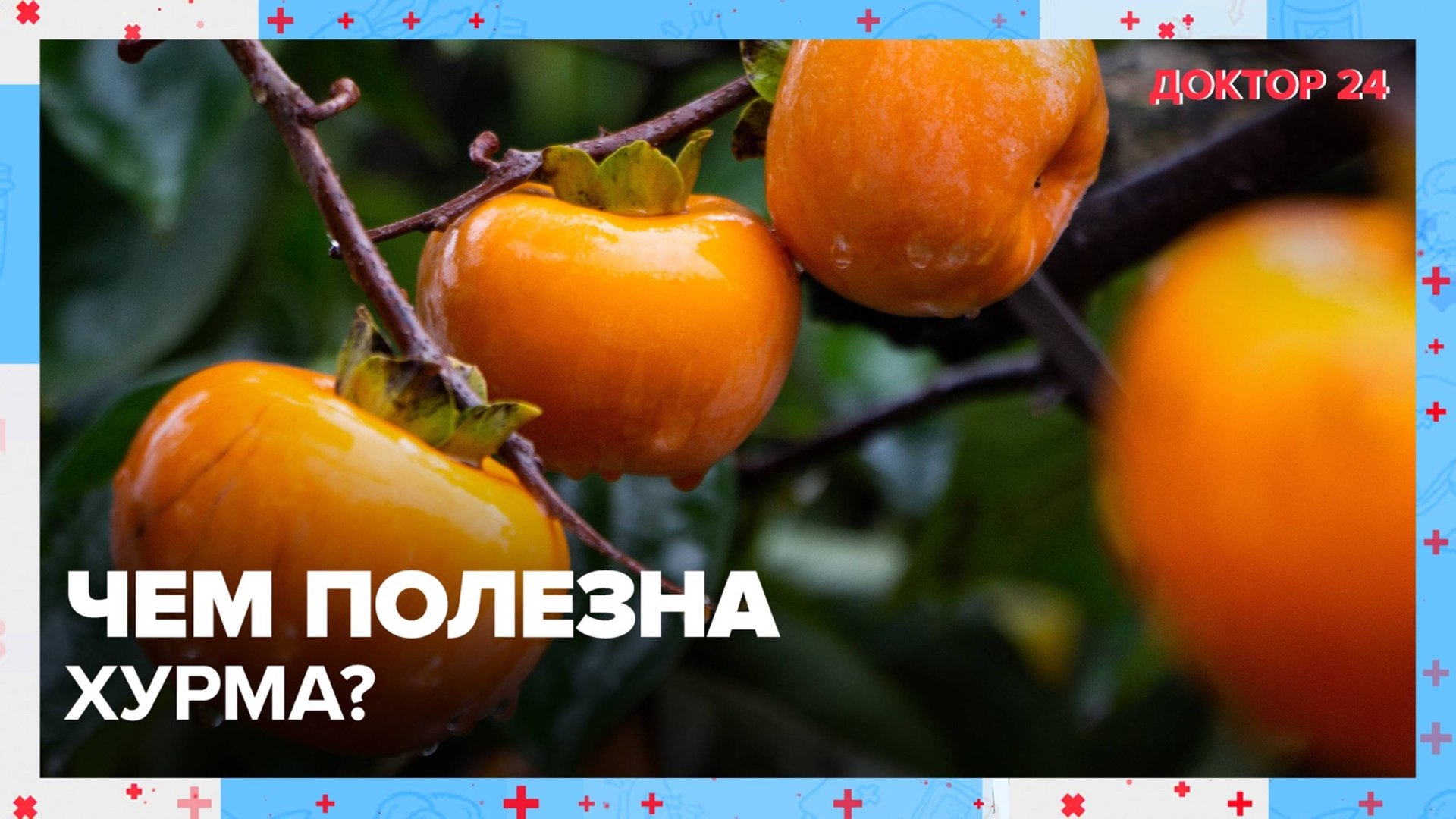 Чем полезна ХУРМА? | Доктор 24 смотреть онлайн