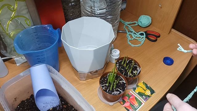 Долгие нудные Каллы, Внезапная Диффенбахия и Вопросы Знатокам. смотреть онлайн