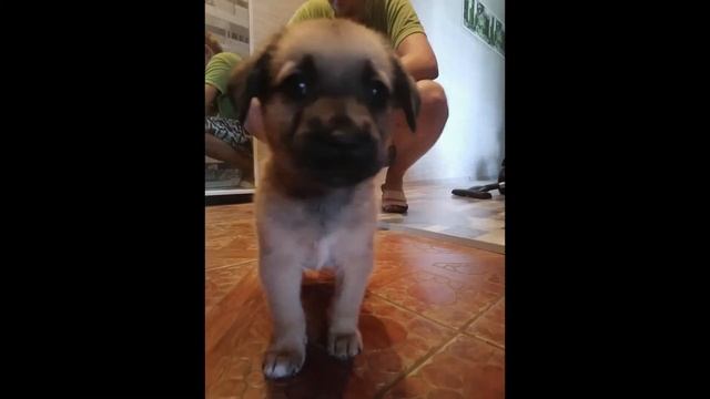 история бульбобов приютил щенков и... смотреть онлайн