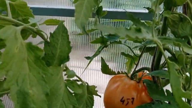 Крупноплодные томаты .1 часть смотреть онлайн