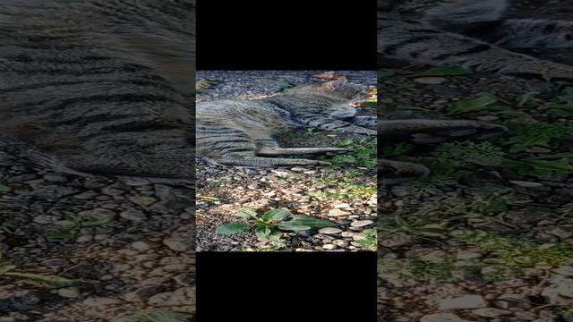 #####Кот #####лето _--