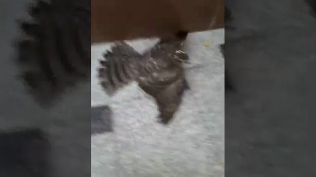 поймал ястреба смотреть онлайн