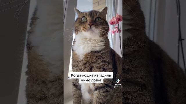 Алиса, здравствуй🤣 Кот Ральф в шоке смотреть онлайн