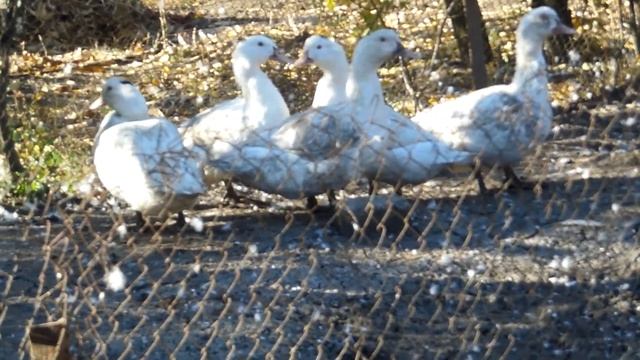 Осенние полеты