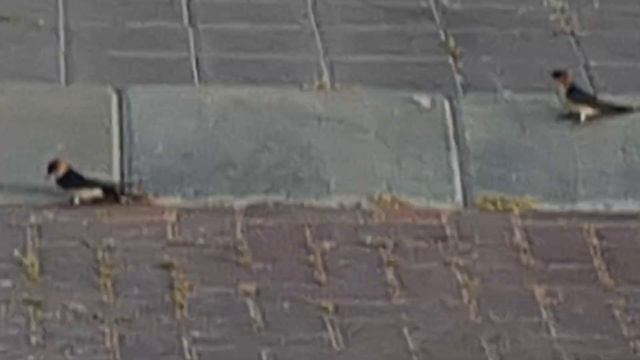 סנונית מערות The red-rumped swallow смотреть онлайн
