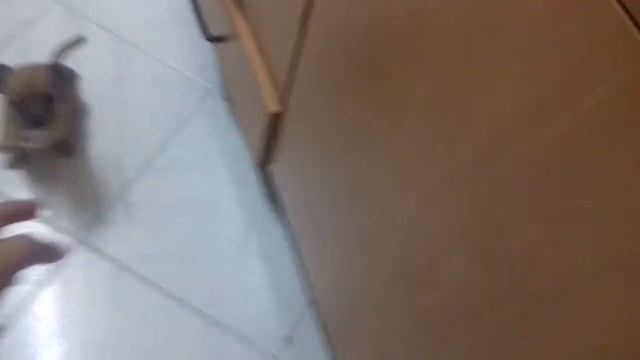 É uma puma linda смотреть онлайн