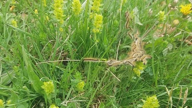 Roj gusjenica na Vlašiću | Swarm of Caterpillars in the plains of the Vlašić mountain смотреть онлайн