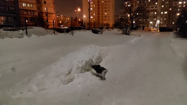 Вечерняя Прогулка с Жади! 6 декабря 2023г. Минск. смотреть онлайн