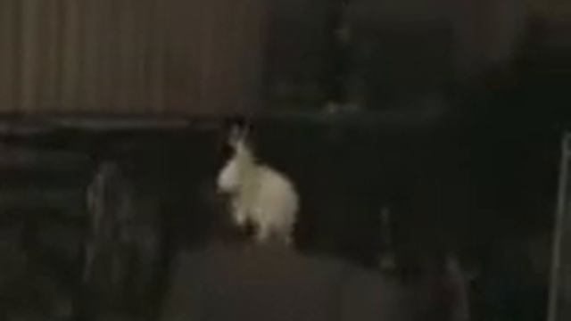 Попугай отжыхает по полной смотреть онлайн