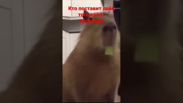 надеюсь хотя бы ты залетишь капибара #мем смотреть онлайн