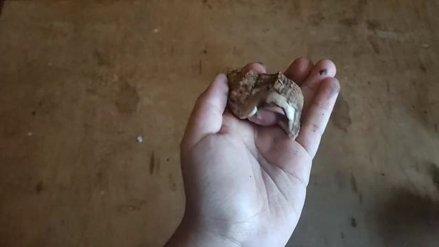 unboxing kelomang rare item || spesial banget || coenobita brevimanus смотреть онлайн
