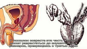 Описание предстательной железы – анатомия органа
