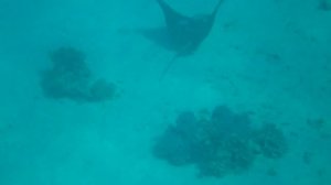 Шарм Эль Шейх. Дикий пляж отеля Бич Альбатрос. Скат - орляк! (Eagle Ray)