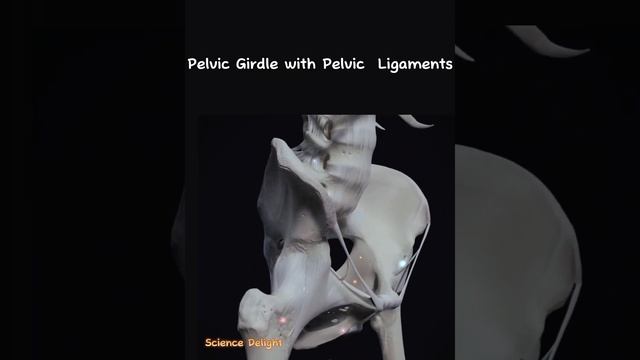How Our Bones Move ? 3d смотреть онлайн