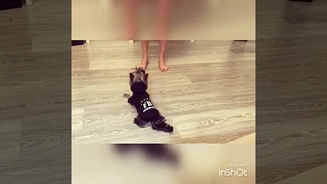 Йорик Энни выполняет любые команды ! 6 месяцев смотреть онлайн