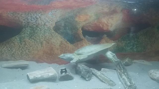 Китайский трионикс. Выставка черепах. Житомир. 28.10.2022 смотреть онлайн