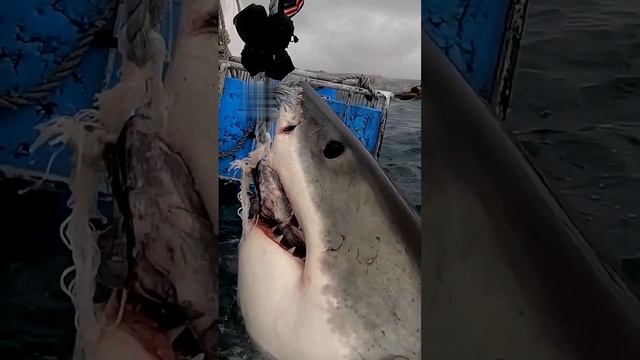 Интересный факт!✍️🤔

Большая белая акула, самый опасный для человека вид акул.