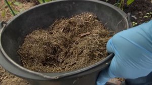 Грамотное мульчирование растений  Одна из самых важных садовых операций